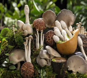 每天吃点蘑菇，身体会发生什么变化？